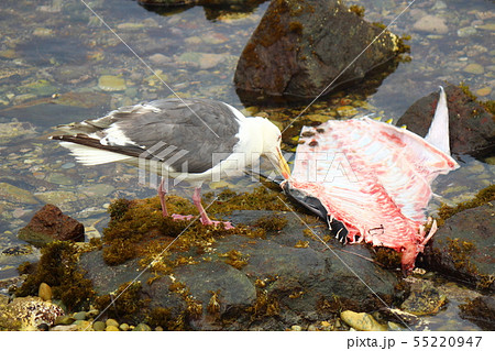 餌を食べる海鳥(カモメ) 餌を食べる海鳥(カモメ) 55220947