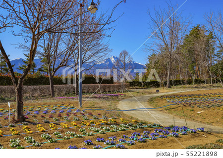 【山梨県北杜市】春の南八ヶ岳花の森公園と八ヶ岳 55221898