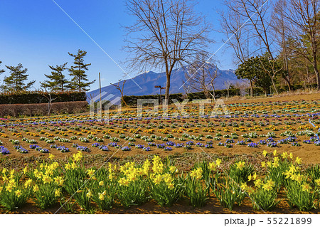 【山梨県北杜市】春の南八ヶ岳花の森公園と八ヶ岳 55221899