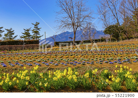 【山梨県北杜市】春の南八ヶ岳花の森公園と八ヶ岳 55221900