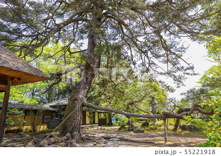 【山梨県南アルプス市】国の重要文化財・安藤家住宅の避雷針の松 【山梨県南アルプス市】国の重要文化財・安藤家住宅の避雷針の松 55221918