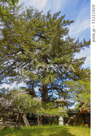 【山梨県南アルプス市】国の重要文化財・安藤家住宅の避雷針の松 【山梨県南アルプス市】国の重要文化財・安藤家住宅の避雷針の松 55221920