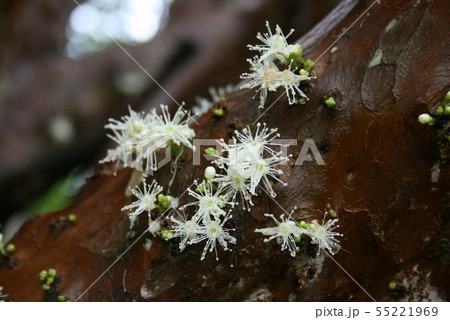 ジャボチカバの小さな白い花 55221969