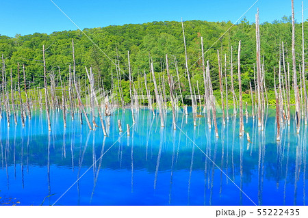 北海道 夏の晴天下の青い池 美瑛町の写真素材