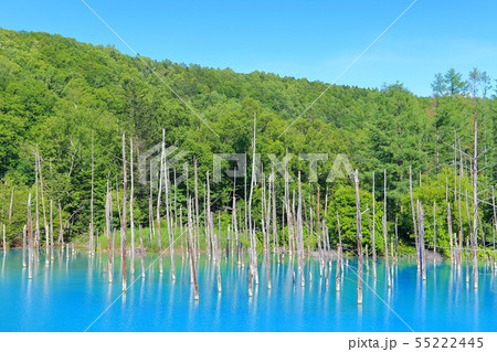 北海道 夏の晴天下の青い池 美瑛町の写真素材