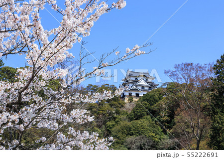 国宝彦根城と満開の桜 55222691