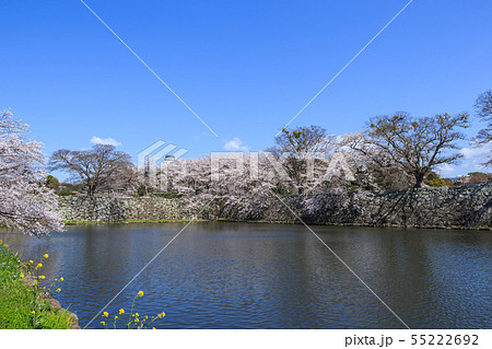 国宝彦根城中堀と満開の桜 55222692