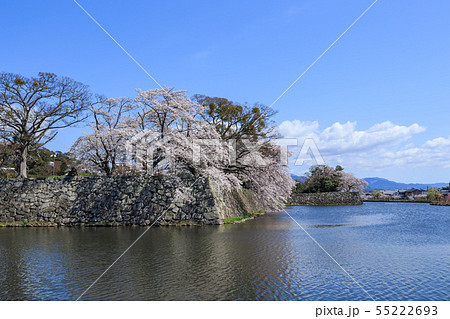 国宝彦根城中堀と満開の桜 55222693