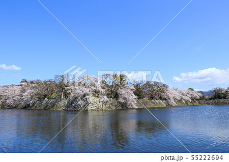 国宝彦根城中堀と満開の桜 国宝彦根城中堀と満開の桜 55222694