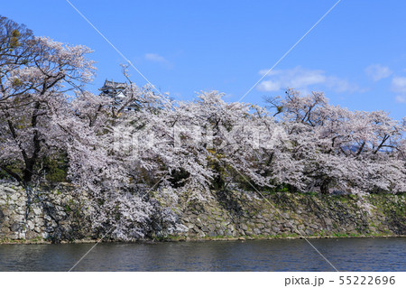 国宝彦根城中堀と満開の桜 55222696