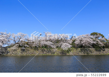 国宝彦根城中堀と満開の桜 55222699