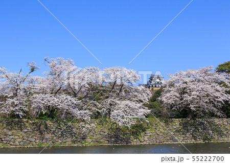 国宝彦根城中堀と満開の桜 55222700