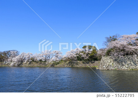 国宝彦根城中堀と満開の桜 55222705