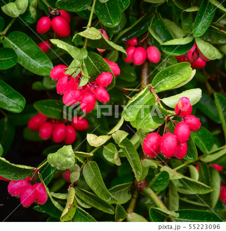 Carunda fruit herb in Thailand Carunda fruit herb in Thailand 55223096