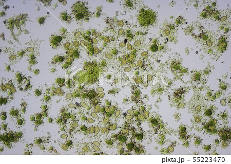 生物模様 藻類と珪藻 生物模様 藻類と珪藻 55223470