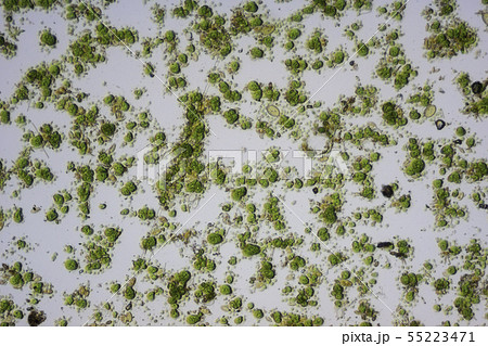 生物模様 藻類と珪藻 生物模様 藻類と珪藻 55223471