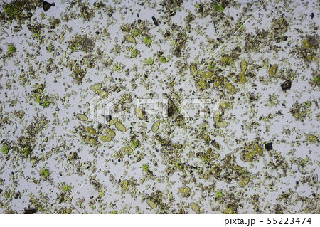 生物模様　藻類と珪藻 55223474