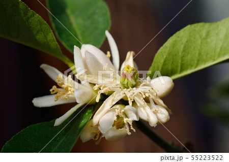 ブッシュカン(仏手柑)の花と果実 ブッシュカン(仏手柑)の花と果実 55223522