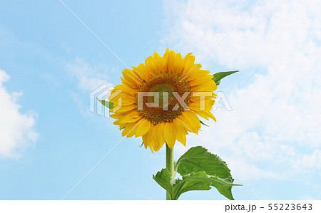 ひまわり　夏　元気　杤木 55223643