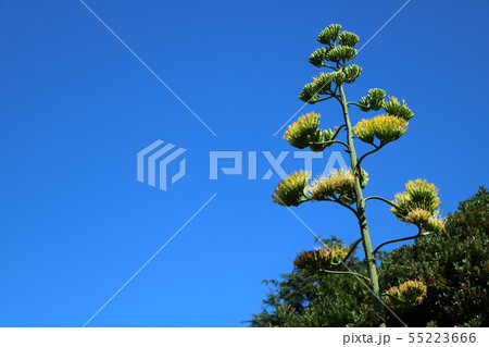 リュウゼツランの花 リュウゼツランの花 55223666
