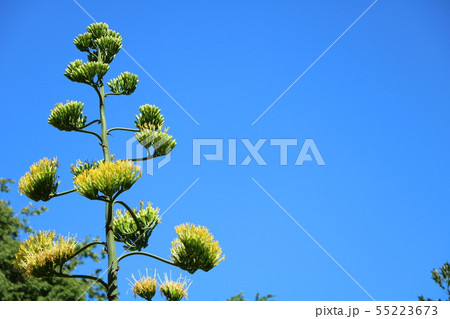 リュウゼツランの花 リュウゼツランの花 55223673