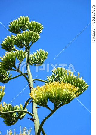 リュウゼツランの花 55223675