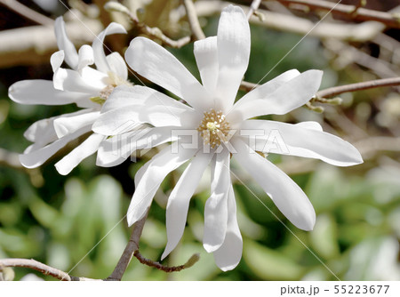 Blooming white magnolia flower . 55223677