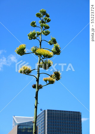 リュウゼツランの花 55223724