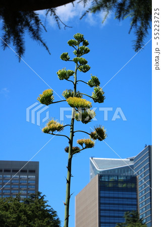 リュウゼツランの花 リュウゼツランの花 55223725