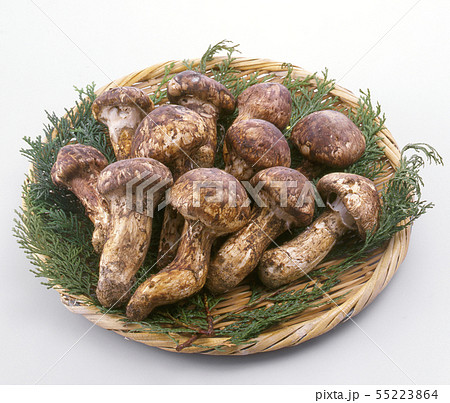 松茸-たくさん-ざる-ヒバ 55223864
