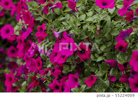 満開のピンクのサフィニア 55224009