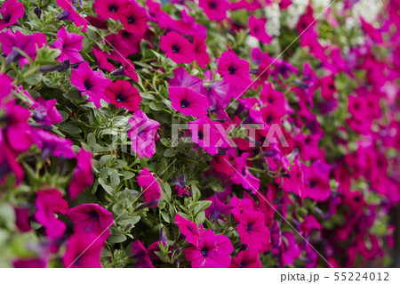 満開のピンクのサフィニア 55224012