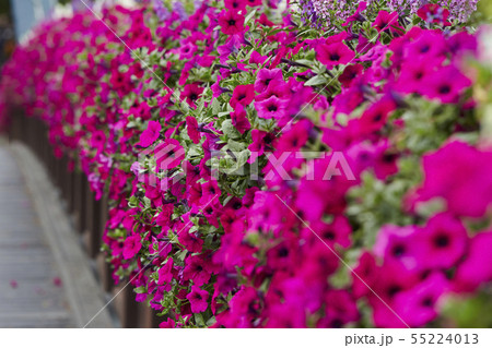 満開のピンクのサフィニア 55224013