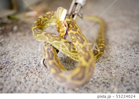 捕獲されたハブ 55224024