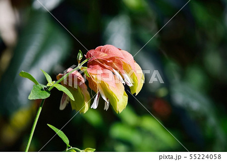 ベロペロネ（コエビソウ） 55224058