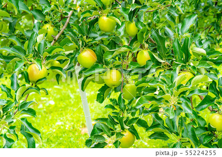 青りんご　素材　【長野県】 55224255