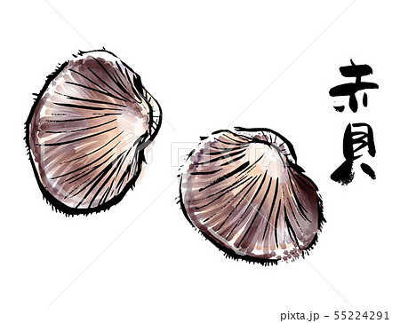 筆描き　魚介類　赤貝 55224291