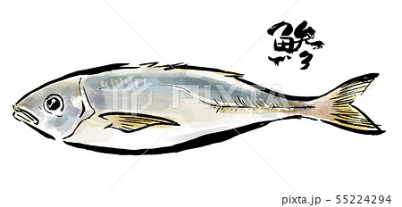 筆描き 魚類 鯵のイラスト素材