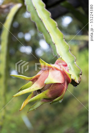 red dragon fruit on plant in garden thailand 55224380