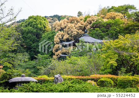 京都勧修寺 勧修寺庭園 京都勧修寺 勧修寺庭園 55224452