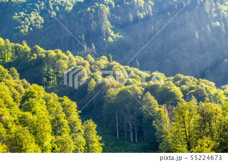 Mountain slopes with green forest 55224673