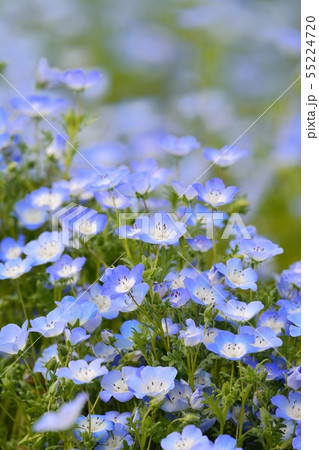 ネモフィラ ネモフィラ 55224720