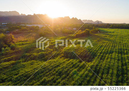 Sugarcane plantation field landscape aerial view Sugarcane plantation field landscape aerial view 55225366