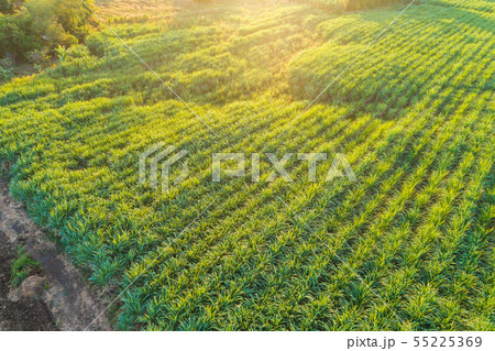 Sugarcane plantation field landscape aerial view 55225369