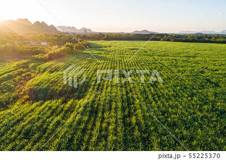 Sugarcane plantation field landscape aerial view Sugarcane plantation field landscape aerial view 55225370