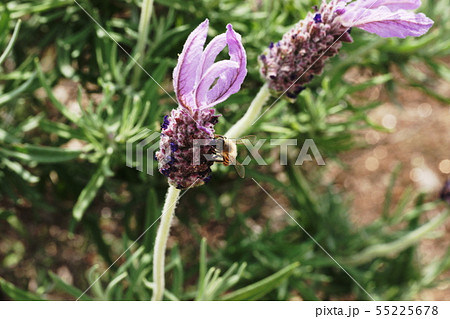 ラベンダー Lavender ラベンダー Lavender 55225678
