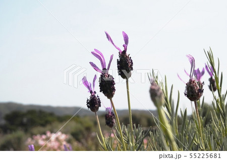 ラベンダー Lavender ラベンダー Lavender 55225681