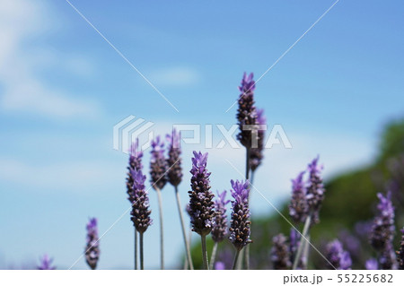 ラベンダー Lavender ラベンダー Lavender 55225682