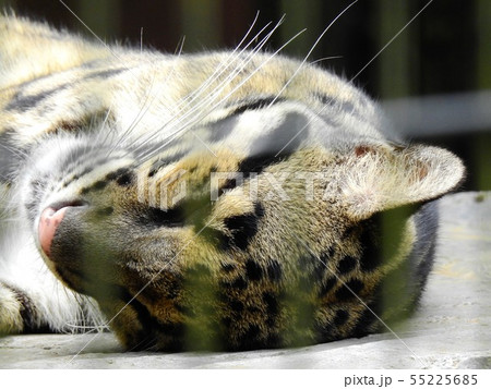 眠るウンピョウ 眠るウンピョウ 55225685