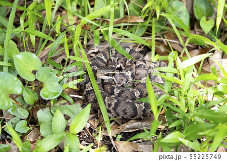 マムシ 55225749